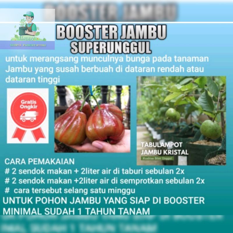 Pupuk Booster Buah Jambu air_Jambu Biji cepat Berbuah