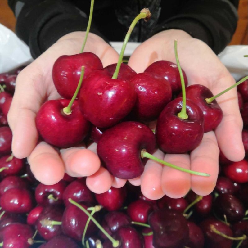 

Cherry Red Australia super fresh dominan manis 500 gram