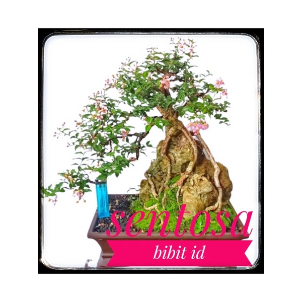 Bibit sakura mikro bahan bonsai