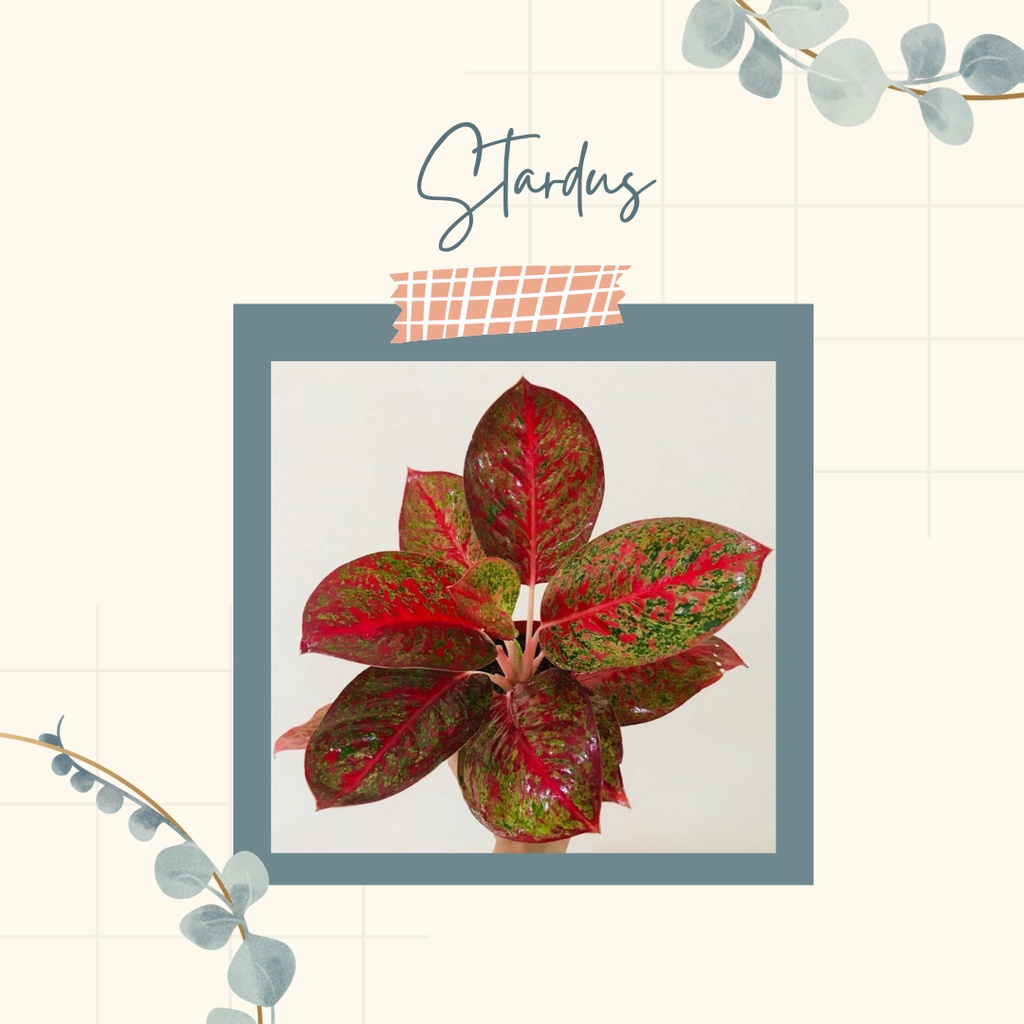 Tanaman Hias Aglonema Stardust Tanaman Aglonema Anakan Stardust