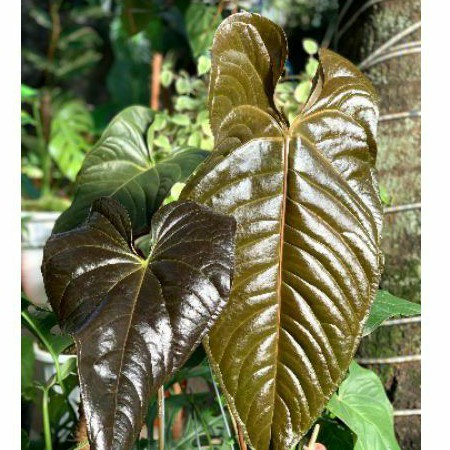 Anthurium Modeanum