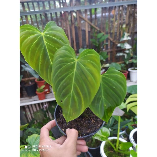 philodendronSplendid