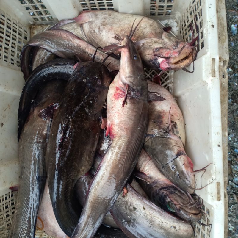 

ikan Sembilang telur segar harian hasil laut 1kg