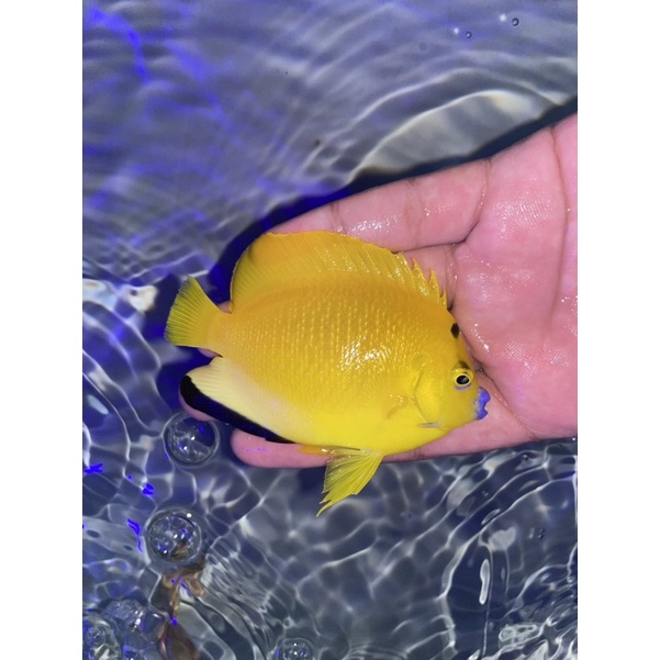 910+ Harga Ikan Hias Air Laut Angelfish HD Terbaik