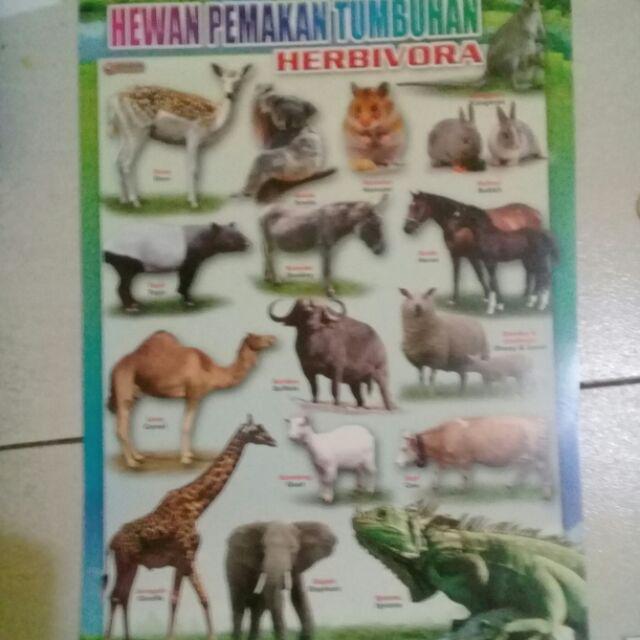 31++ Nama nama hewan jinak dalam bahasa inggris dan artinya new