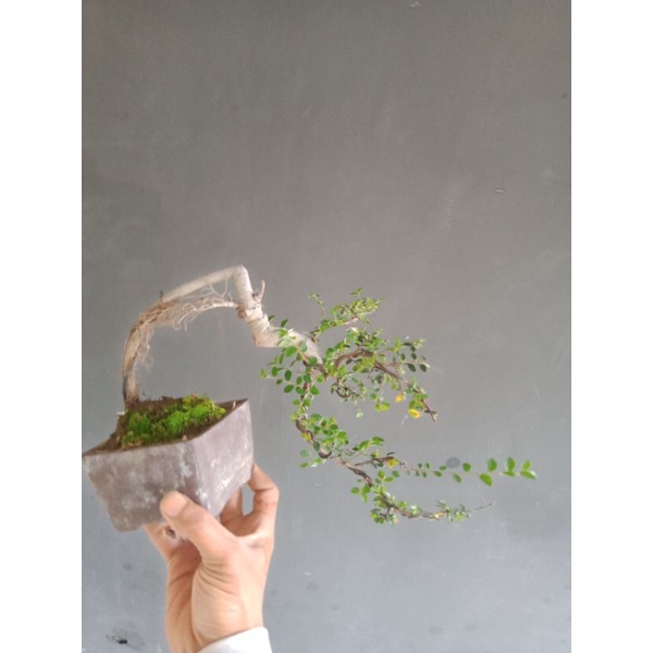 bonsai ulmus mikro