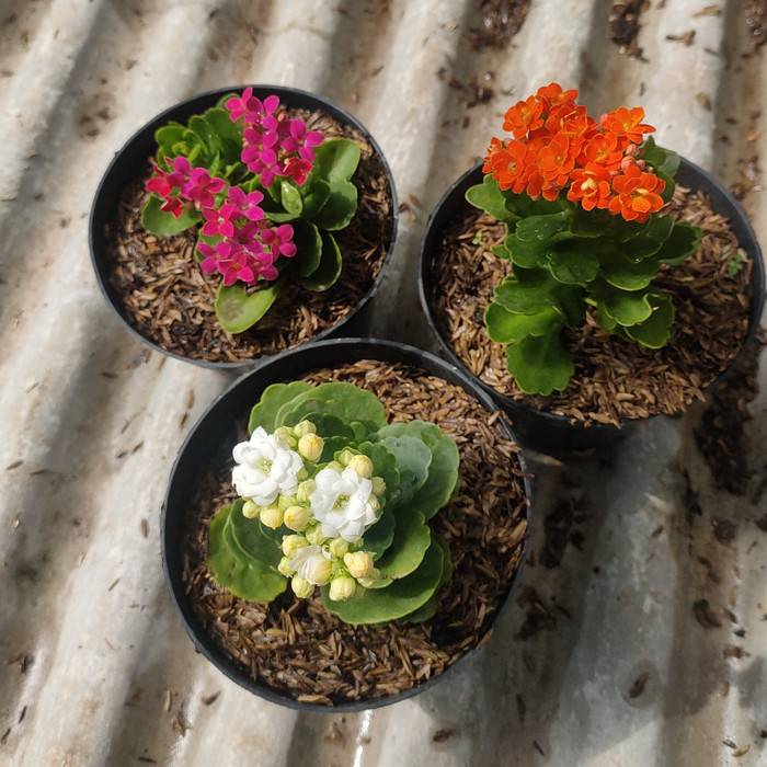 Promo Paket 3 Tanaman Cocor Bebek - Tanaman Hias Cocor Bebek Bunga