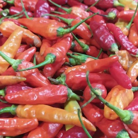 

Cabe Rawit Merah 1 kg