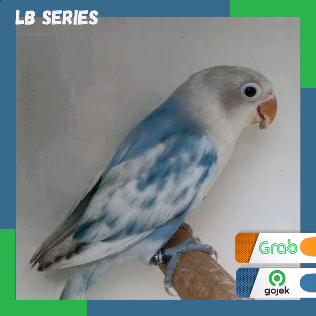 Burung Lovebird BS (Blue Series) Lb Series