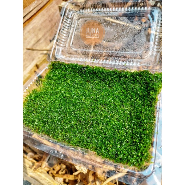 MOSS RICARDIA MINI GRAD A MOSS RIKARDIA FULL CLUM 19X12 CM FULL AIR AQUASCAPE