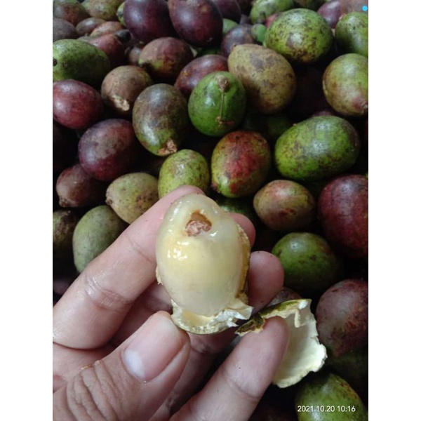 

Alpuket muria dan buah matoa