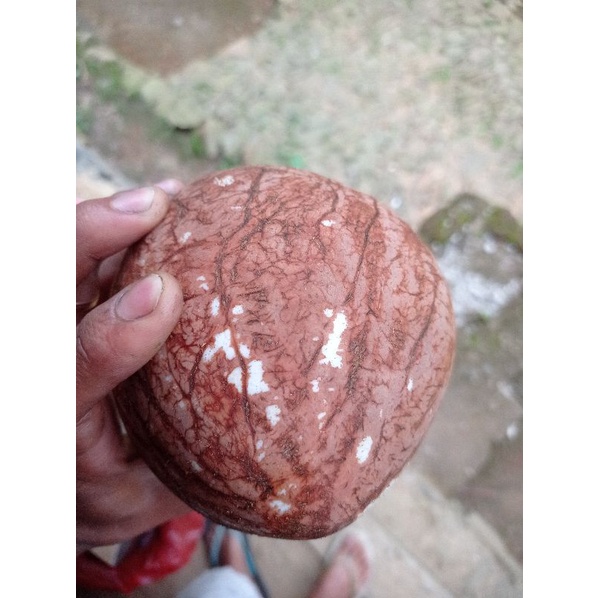 

KELAPA PARUT PARUTAN / SANTAN FRES