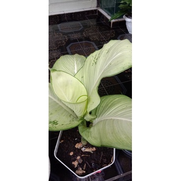 aglonema tisu bangkok