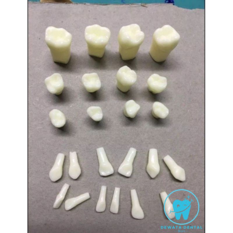 Gigi Typodont / Preparasi Restorasi Anak Pedo Pediatric Decidous Desidui untuk Nissin Model + Skrup