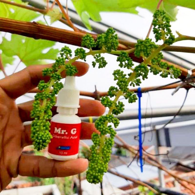 Mr. G Hormon GA3 Untuk Tanaman Anggur By Raffatih Farm GA 3 10ml.