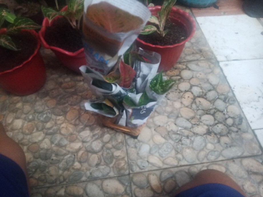 Tanaman Hias Bibit Agloenema