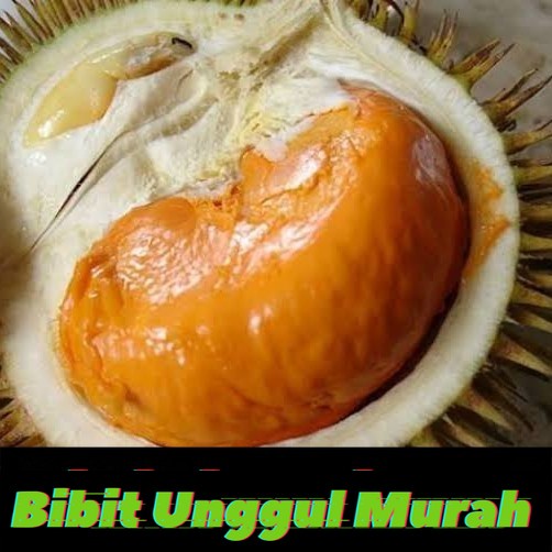 bibit durian tembaga super