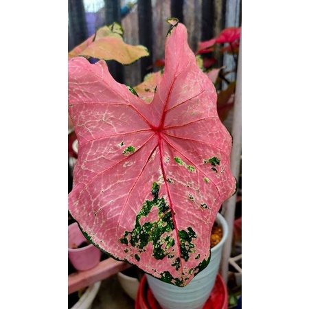 caladium/ keladi florida pink beauty