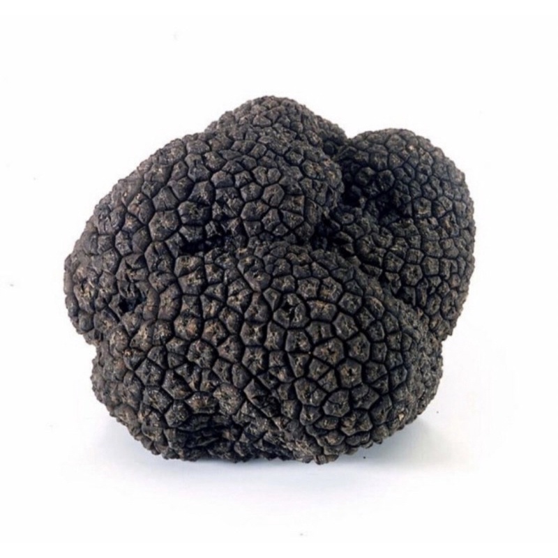 

Jamur Truffle Black Italy