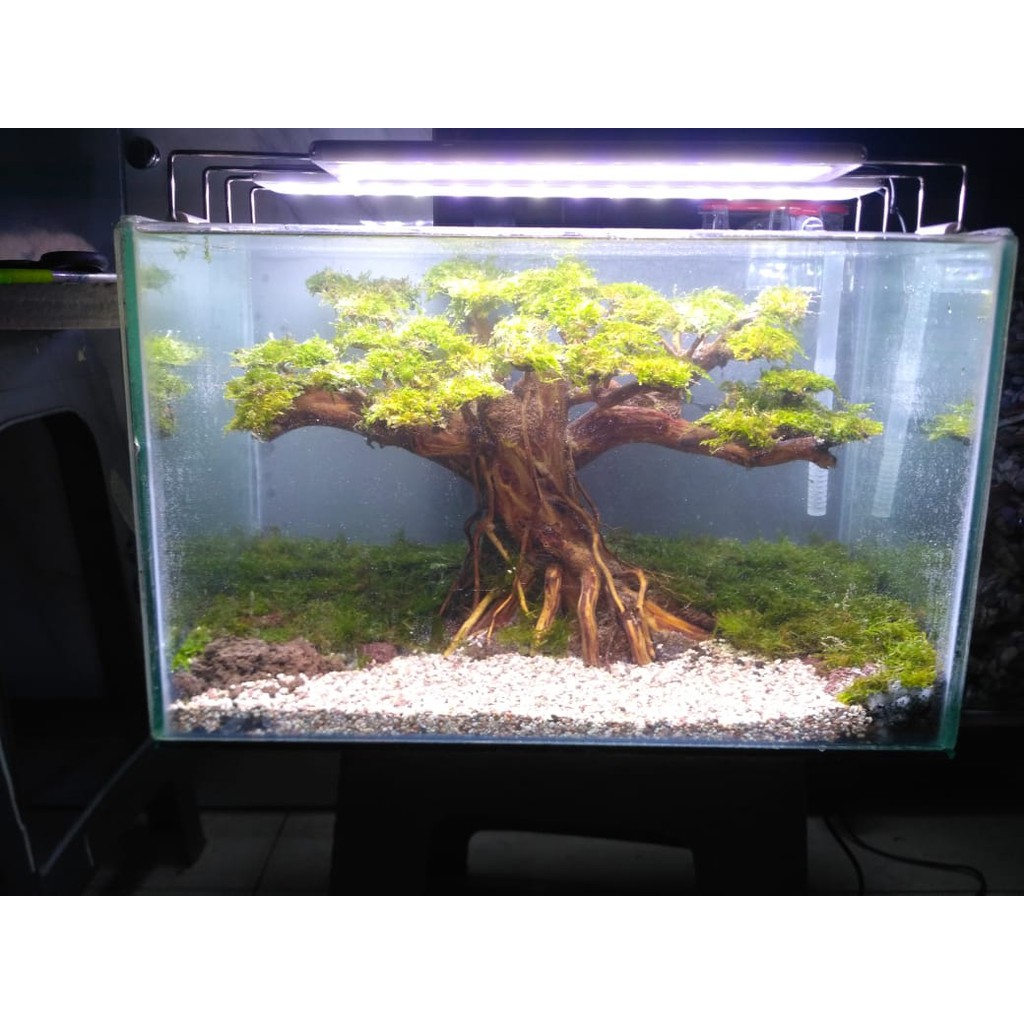 Aquascape Tema Bonsai Dan Moss Ukuran 40 X 20 X 25cm Shopee Indonesia