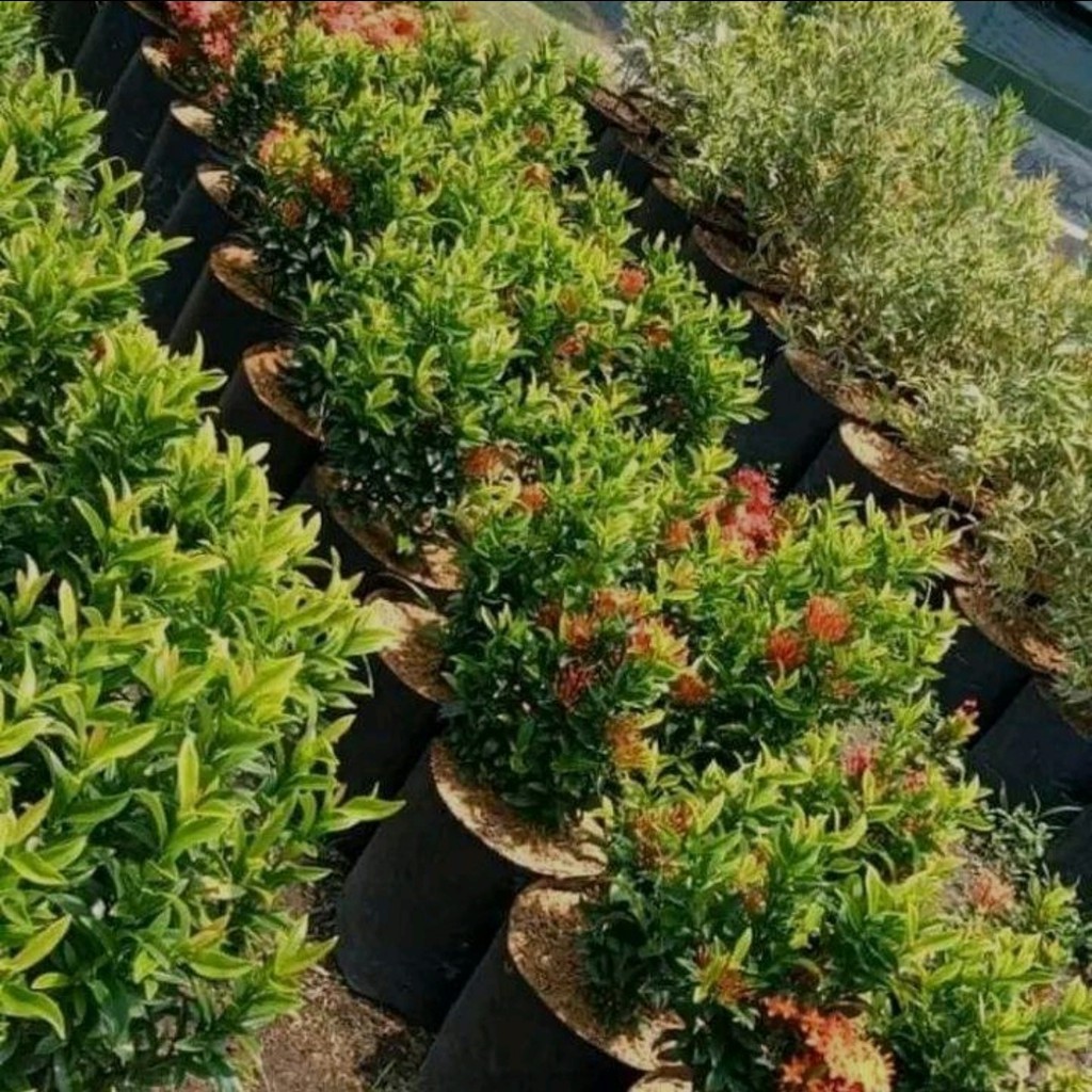 Bunga Asoka Orange Bunga Murah Tanaman Hias Ixora Chinensis Tanaman Hias Harga Terjangkau