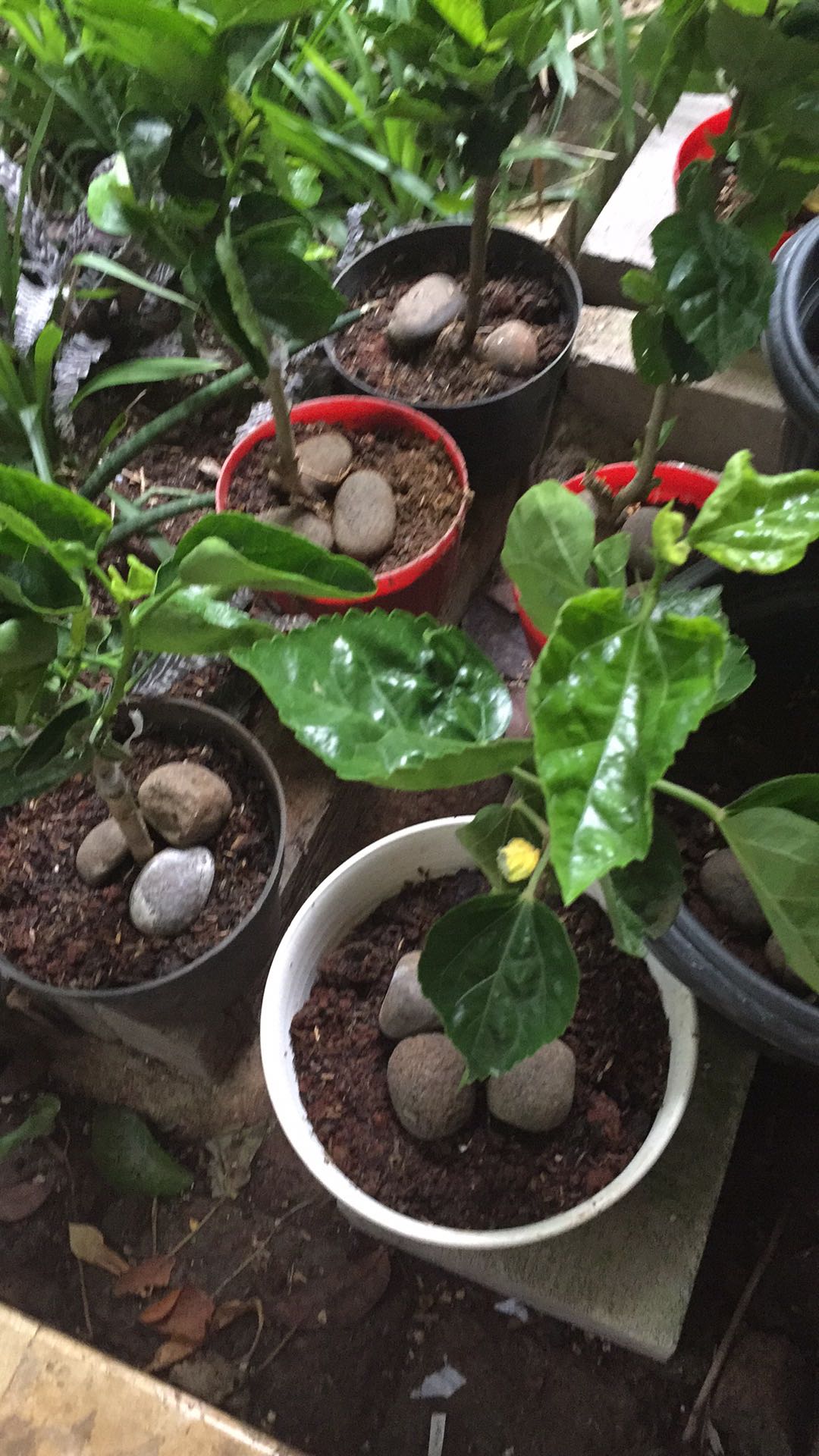 Paket Bunga Sepatu 5pcs