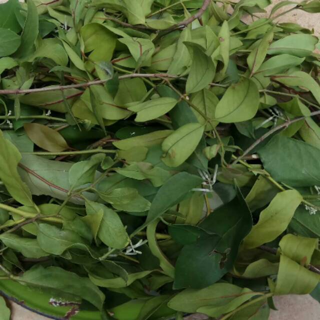 Daun Benalu Jeruk Nipis 250gram Shopee Indonesia