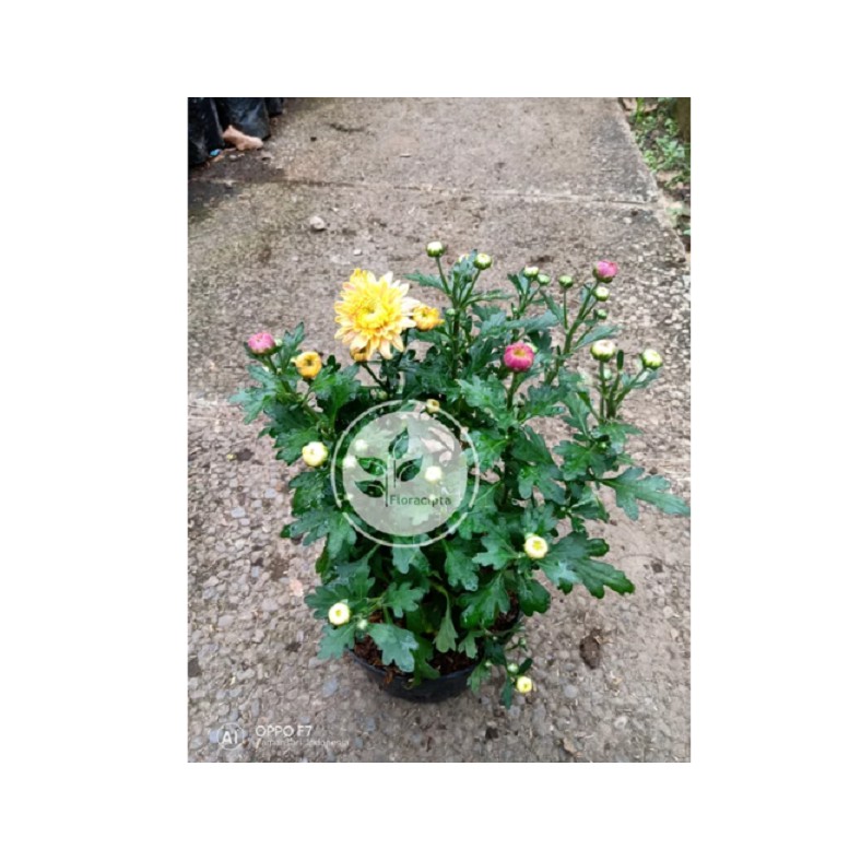 jual Tanaman hias bunga krisan aster Bibit pohon bunga jual Tanaman hias bunga krisan aster Bibit pohon bunga
