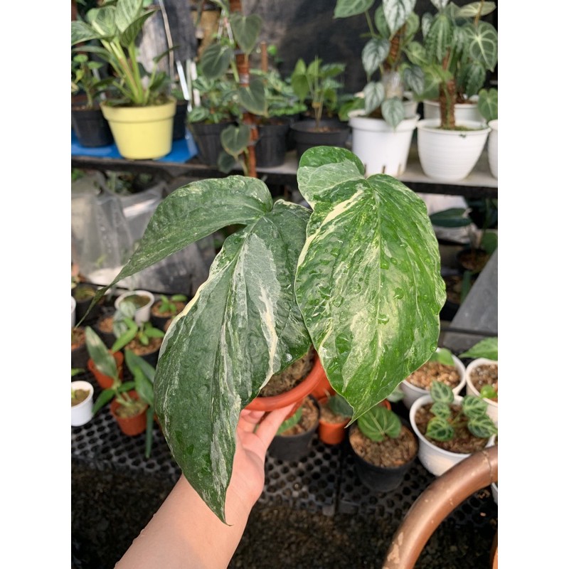 amydrium zippelianum varigata /amydrium Varigata