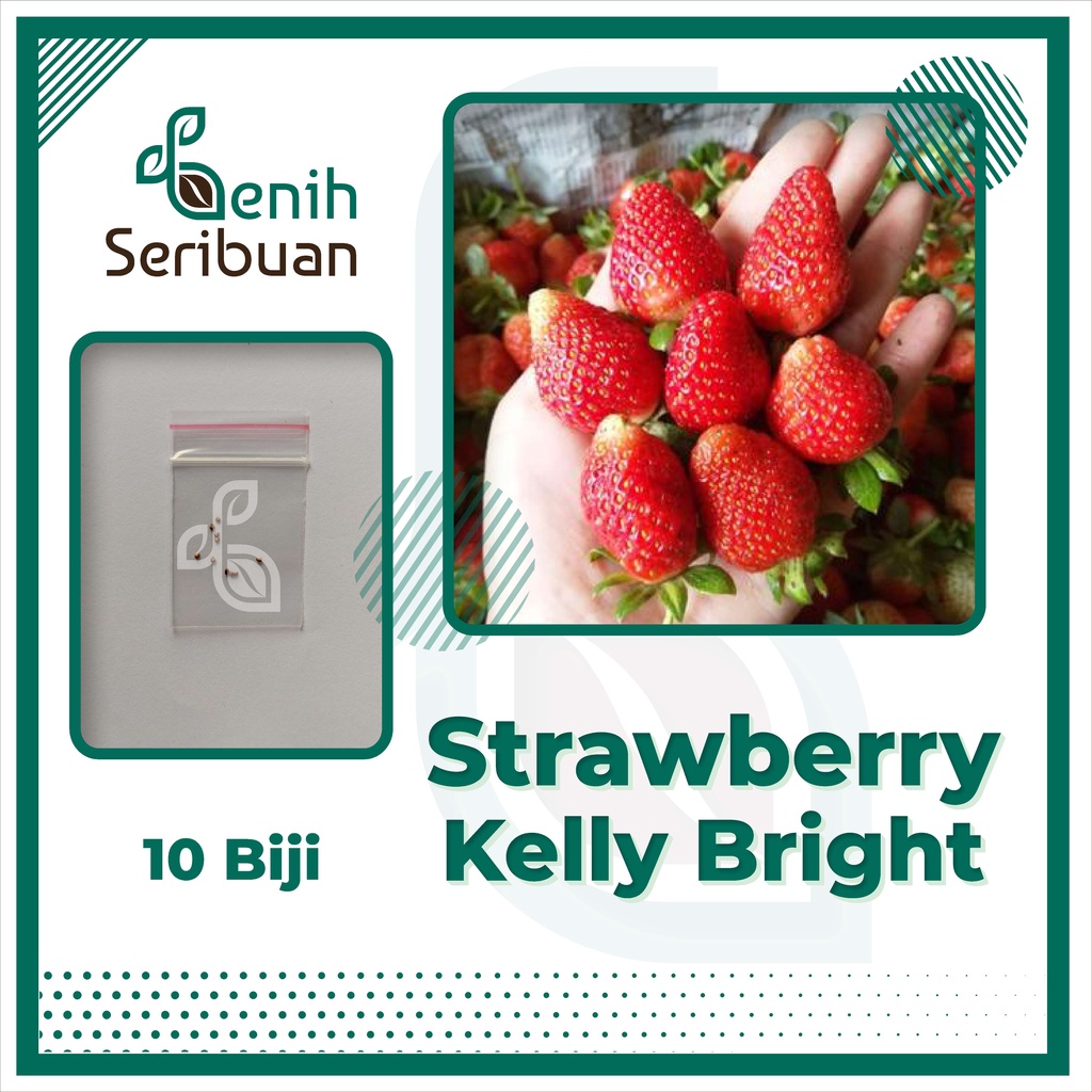 BS-BYL Benih Buah Bibit Tanaman Buah F1 Hibrida Unggul Anggur Strawberry Semangka Melon Labu Pepaya Jambu Blackberry Ciplukan Raspberry dll-STRAWBERY KELYBRIGHT
