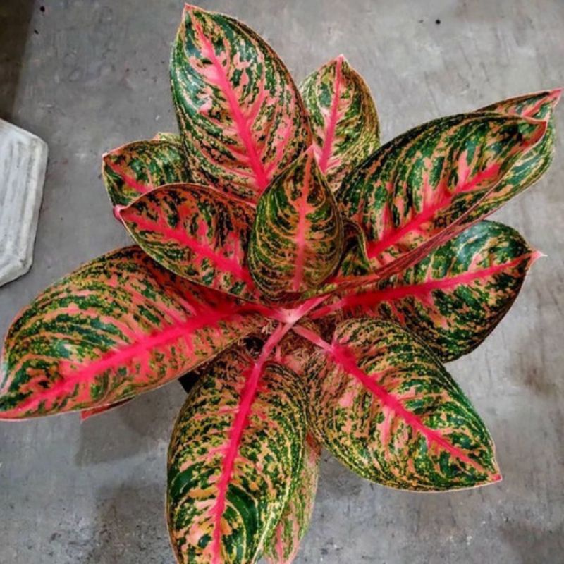 Aglonema Murah Anakan Tiara Best Seller