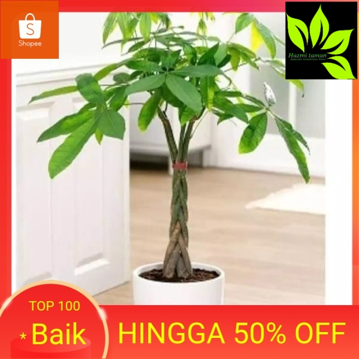 tanaman hias indoor pachira kepang 5 - moneytree - tanaman hias pachira - pohon pacira - pachira