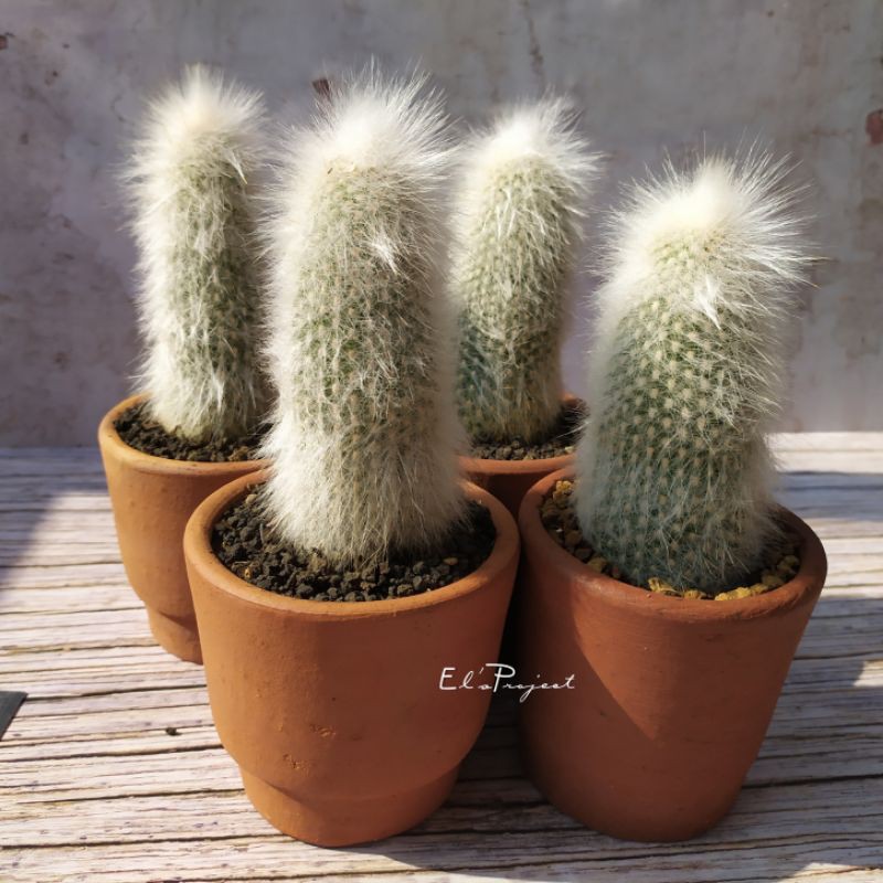 tanaman hias kaktus old man oldman Cactus cleistocactus strausii ownroot exgraft dan pot Terracotta