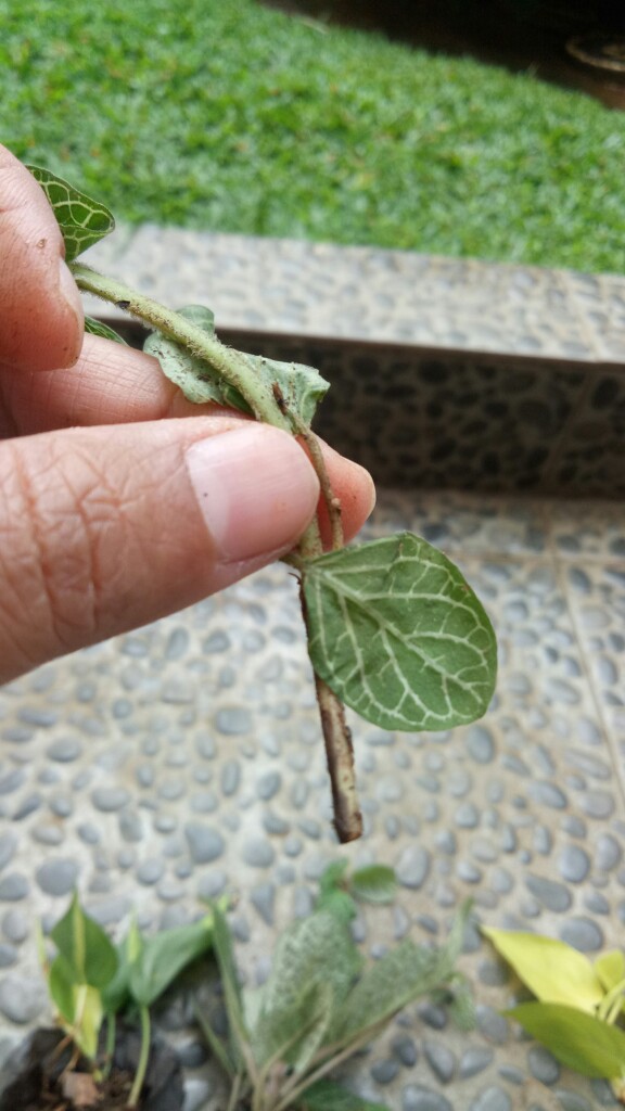 Bibit Tanaman Episcia Mutiara -epicia Mutiara - Tanaman Hias Bunga Fittonia Albivenis Green.
