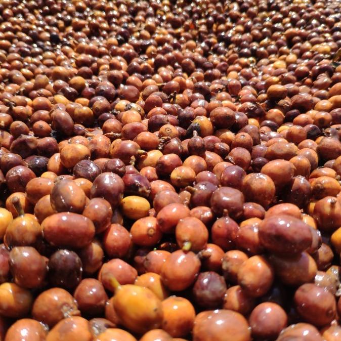 

Argopuro Natural Anaerob (biji kopi)