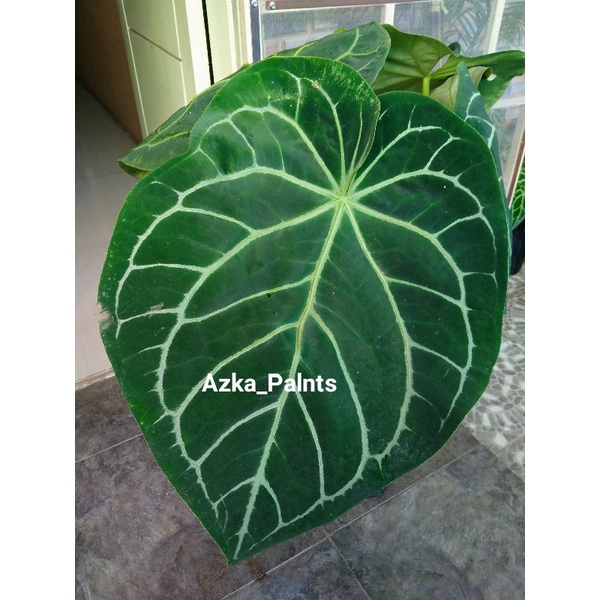 TANAMAN HIAS KUPING GAJAH/ANTHURIUM DAUN BESAR BATANG KOTAK