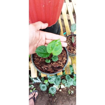 king of spades | hu | anthurium king of spades