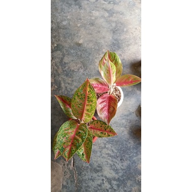 paket 2 aglonema Andini mutasi dan mahaseti