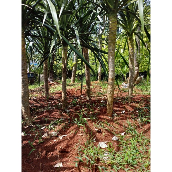 pandan bali 1meter batang