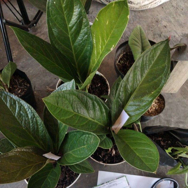 paket 2 jemani cobra dan 1 jemani mangkok + karantina