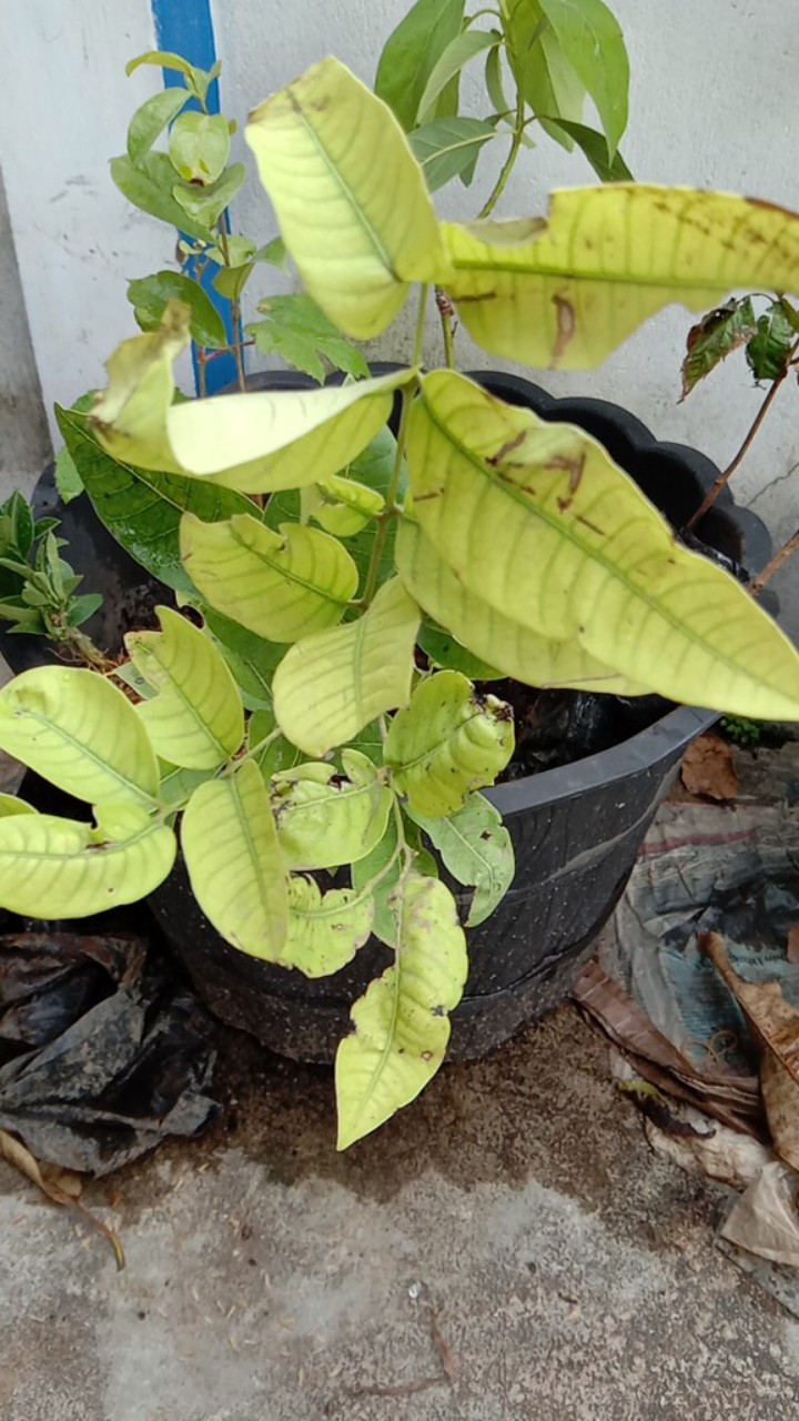 Tanaman Kelengkeng Diamon Unggul/kelengkeng Diamon Super