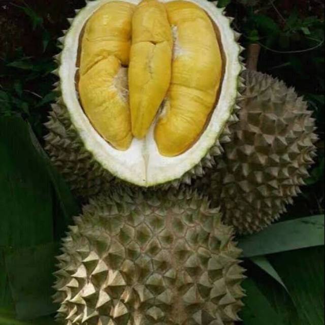 BIBIT DURIAN MONTONG JUMBO UNGGUL