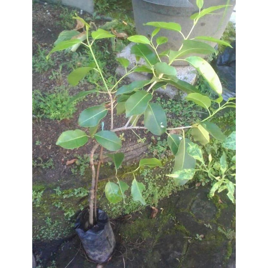 Diskon 3 Bibit Tabulampot Buah Juwet Duwet Putih Berkwalitas