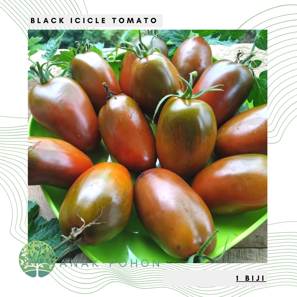 Benih Bibit Biji - Tomat Black Icicle Tomato Seeds