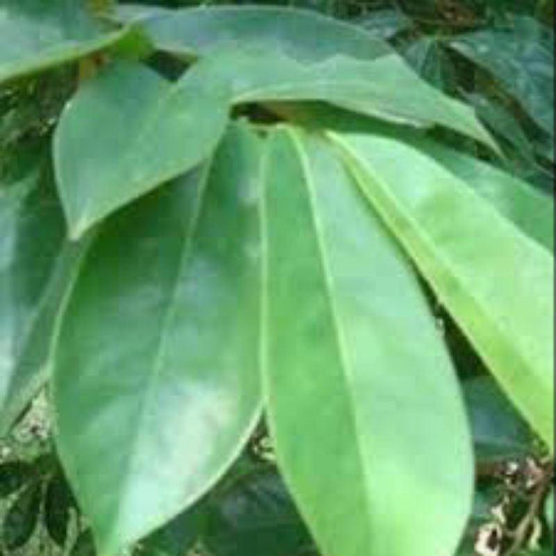 

Daun sirsak segar 500 gram
