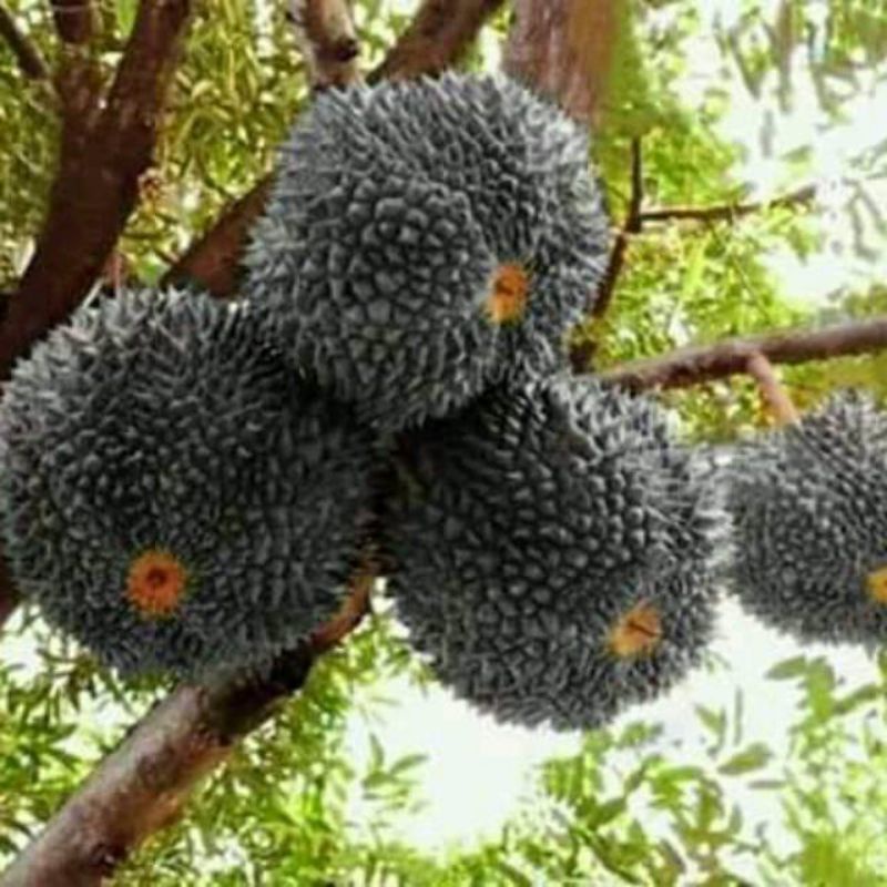 bibit durian Oche.Duri hitam 1 meter