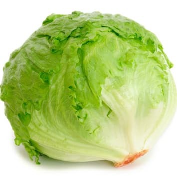 Benih Bibit Biji - Lettuce Green Krop Head Crisphead / Selada Bokor Hijau Seeds - Panen Dalam 75 Hari