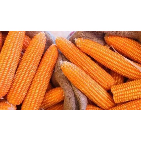 (STOK TERBATAS) benih jagung PIONEER P21 bison