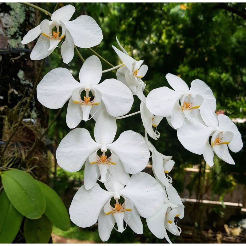 Phalaenopsis Amabilis sp jawa anggrek bulan lokal
