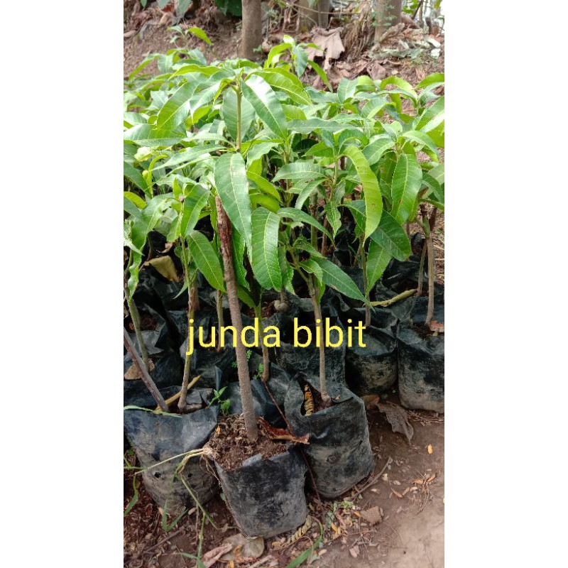

MURAH!! bibit buah unggulan mangga Namdokmai,